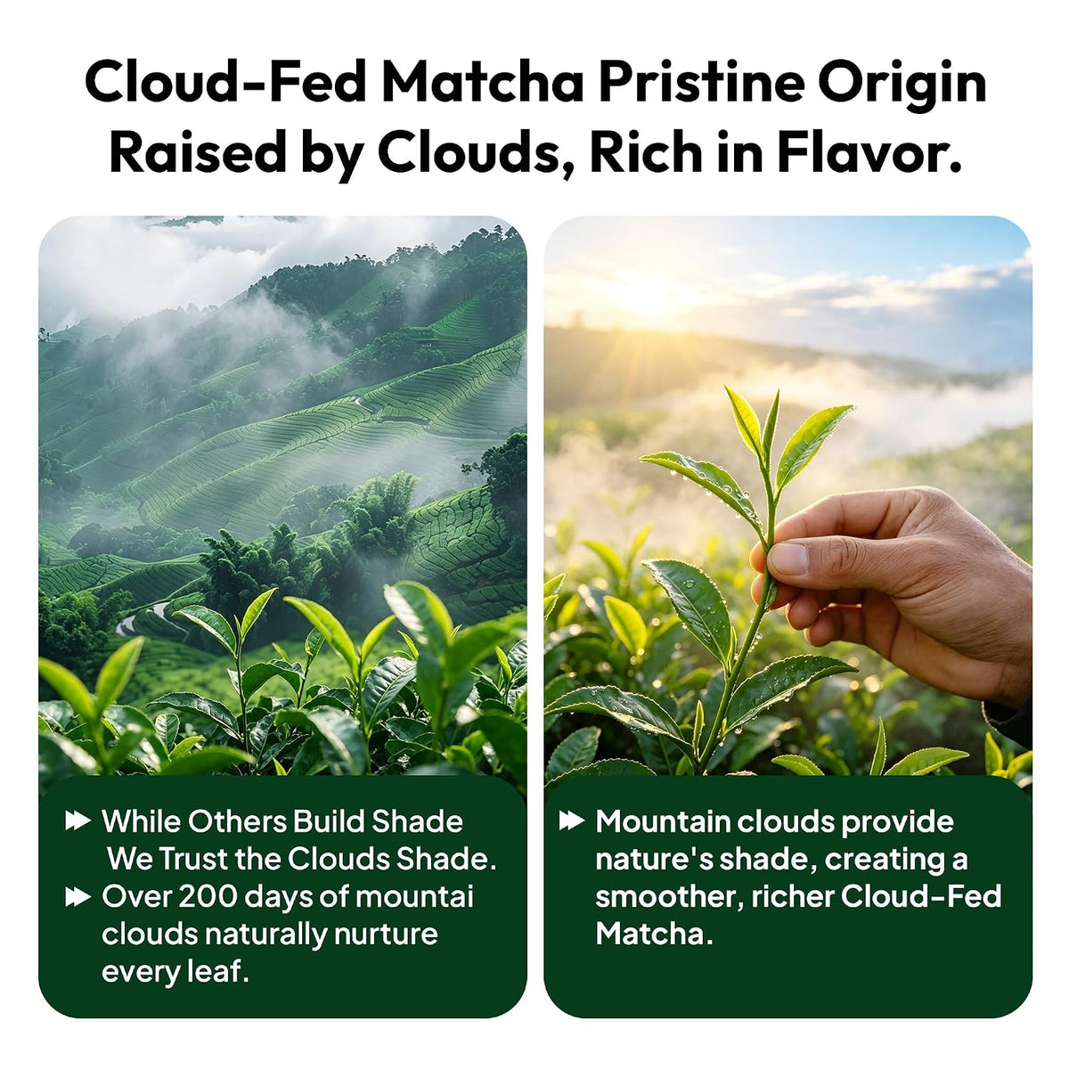Emerail cloud-fed matcha origin tin with fresh green tea leaves and growing plant