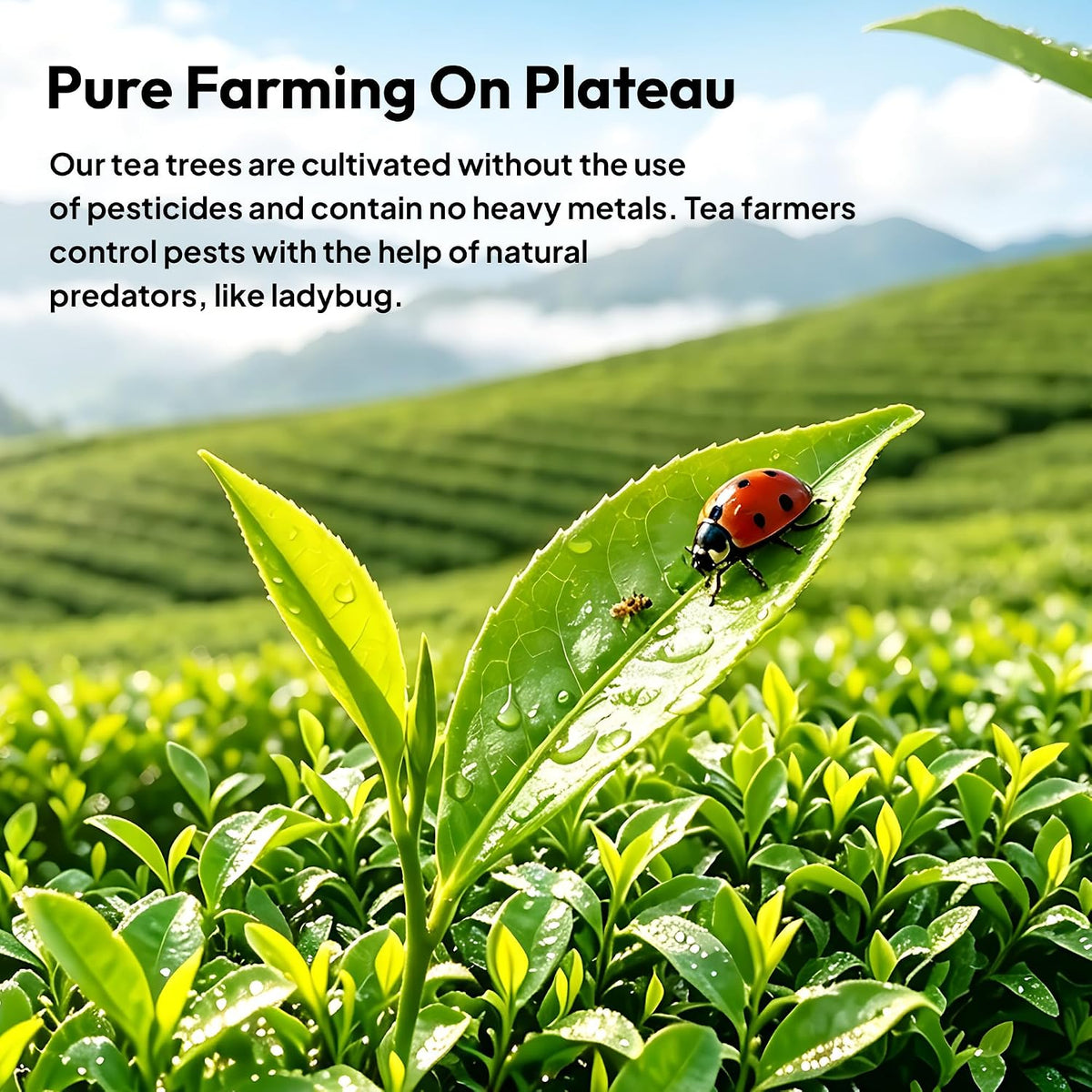 Fresh green tea leaves with droplets and a ladybug on matcha farm foliage